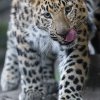 Roční levharti mandžuští se stále víc podobají svým rodičům. Foto: Petr Hamerník, Zoo Praha