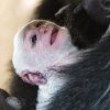 Mláďata gueréz jsou po narození bílá a mají krátkou srst. Foto: Petr Hamerník, Zoo Praha