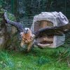 Vedle dvojice orlosupů bradatých, která žije v pražské zoo od roku 1971, má Zoo Praha nově další mladý pár. Pochází z chovné stanice dravých ptáků a sov Haringsee v Rakousku a do Prahy jej přivezl koordinátor Evropského záchranného programu (EEP) orl