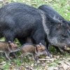 Dva dny stará mláďata pekari páskovaných se svou matkou. Foto: Petr Hamerník, Zoo Praha