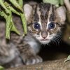 Mládě kočky rybářské začíná opatrně vykukovat z boudičky, kde většinu času tráví se svou matkou. Foto: Petr Hamerník, Zoo Praha
