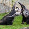Samice mravenečníka velkého Ella a samec Hannibal poprvé spolu. Foto: Petr Hamerník, Zoo Praha