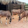 Damián krátce před vypuštěním na chráněné území Džibutska pobyl v aklimatizační ohradě. Foto z Džibutska, zdroj: Zoo Praha