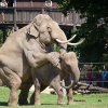 Otcem očekávaného slůněte je býk Mekong, který Janitu loni v létě několikrát úspěšně pářil. Foto: Tomáš Adamec, Zoo Praha.