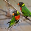 Lori balijský je dnes kriticky ohrožený, o to větší radost mají chovatelé z každého úspěšného odchovu. Foto: Tomáš Adamec, Zoo Praha