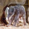 Sloní sameček hodinu a čtvrt po narození. Miroslav Bobek, Zoo Praha