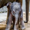 Sloní sameček se má čile k světu. Miroslav Bobek, Zoo Praha