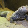 Dospělý trnorep mezopotámský. Foto: Petr Velenský, Zoo Praha