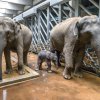 Sloní sameček si svou matku dobře pozná. Petr Hamerník, Zoo Praha