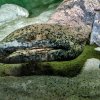 Největší velemlok Karlo zůstává v Praze až do příštího roku. Foto: Petr Hamerník, Zoo Praha