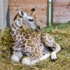 Nejmladší pražské žirafí mládě – sameček narozený v sobotu 9. srpna samici Faře. Foto: Petr Hamerník, Zoo Praha