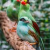 Pražské zoo se podařilo odchovat jedny z nejvzácnějších ptáků na světě – krasky krátkoocasé jávské. Foto: Miroslav Bobek, Zoo Praha