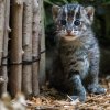 V Zoo Praha se letos v říjnu historicky poprvé narodilo mládě kočky rybářské. Foto: Petr Hamerník, Zoo Praha