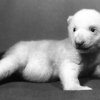 Lední medvěd Ilun, foto: J. Seget, archiv Zoo Praha