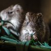 Chov řekomyší v Kamerunu. Foto: Miroslav Bobek, Zoo Praha