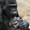 Gorilí novorozenec je po mamince velký jedlík.  Petr Hamerník, Zoo Praha