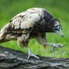 Odchov trojčat nejohroženějšího supa Evropy se podařil pražské zoo historicky poprvé. Foto: Petr Hamerník, Zoo Praha
