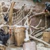 Enrichmentová hostina byla příjemným zpestřením pro celou gorilí skupinu. Foto: Petr Hamerník, Zoo Praha