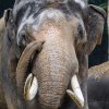 Mekong byl do letošního srpna jediným samcem v Zoo Praha. Za celý život zplodil pouze jedno mládě. Foto: Petr Hamerník, Zoo Praha