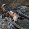 Mladý pár orlosupů bradatých má v Zoo Praha navázat na úspěšný odchov těchto pozoruhodných dravců. Foto: Petr Hamerník, Zoo Praha