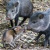 V expozici je momentálně k vidění 15 pekari páskovaných. Foto: Petr Hamerník, Zoo Praha