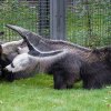 Hannibal je oproti zvyku menší než Ella, proto se vůči ní zatím chová opatrněji. Foto: Petr Hamerník, Zoo Praha