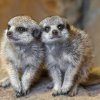 Mláďata surikat se narodila v říjnu letošního roku a daří se jim velmi dobře. Foto: Petr Hamerník, Zoo Praha