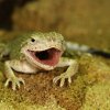 Dvoudenní mládě agamky písečné. Foto: Petr Velenský, Zoo Praha