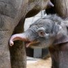 Janitin synek zvídavě zkoumá své okolí. Petr Hamerník, Zoo Praha