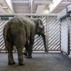 Ve vnitřních stájích pavilonu bude Ankhor trávit následující dny, poté se bude seznamovat s venkovními prostory Údolí slonů. Foto: Petr Hamerník, Zoo Praha