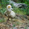Voliéře velkých dravců v pražské zoo nyní mláďata odkoukávají chování svých rodičů, například při shánění potravy. Foto: Tomáš Adamec, Zoo Praha 