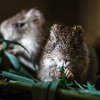 Nejnovější aktivitou je založení chovu řekomyší afrických. Foto: Miroslav Bobek, Zoo Praha