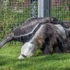 Chovatelé věří, že v sobě pár mravenečníků najde zalíbení a pražská zoo se tak dočká prvního mláděte. Foto: Petr Hamerník, Zoo Praha 
