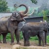 Příchod samce Ankhora byl však pro Mekonga impulsem ke změně v chování – o samice začal jevit nebývalý zájem. Foto: Petr Hamerník, Zoo Praha