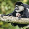 Hned po narození nosí matka svého potomka na hrudi a později ho vozí na hřbetě. Foto: Petr Hamerník, Zoo Praha