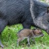Na rozdíl od svých rodičů jsou mláďata zbarvená skořicově hnědě. Foto: Petr Hamerník