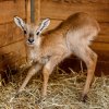 Sameček vodušky červené je prvním mládětem narozeným v pražské zoo v roce 2015. Foto: Miroslav Bobek, Zoo Praha