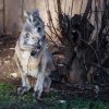 Mládě klokana horského je každým dnem odvážnější. Foto: Petr Hamerník, Zoo Praha.