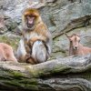 Paovce hřivnaté obývají přírodní skalnaté výběhy v jižní části areálu společně s makaky magoty. Foto: Petr Hamerník, Zoo Praha. 