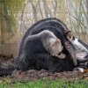 Hannibal to neměl zpočátku vůbec jednoduché, Ella ho stavěním na zadní a sekáním dlouhými drápy dlouho úspěšně odháněla, poprvé se nechala přesvědčit až tento týden. Foto: Petr Hamerník, Zoo Praha
