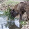 Než zubři vánoční smrčky spořádali, pořádně si s nimi vyhráli. Foto: Petr Hamerník, Zoo Praha.