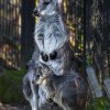 Klokan horský východní dokáže přečkat dlouhé měsíce bez pití, jen s vodou získanou z potravy. Foto: Petr Hamerník, Zoo Praha. 