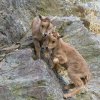 Mláďata jsou hned od narození vybavena dostatečně hustou srstí, i v zimě se tak venku na skalách cítí jako doma. Foto: Petr Hamerník, Zoo Praha. 