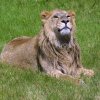 Netradiční krmení lvů indických se uskuteční u výběhu lvů přesně v pravé poledne. Foto: Tomáš Adamec, Zoo Praha.