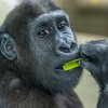 V gorilí školce ve Stuttgartu se Tano připravoval na život v normálně fungující skupině goril. Foto: Hermann Vollmer, Zoo Stuttgart.