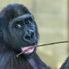 Přesun ze Stuttgartu do Mnichovské zoo Hellabrunn proběhl v pořádku. Tano se společně se svým kamarádem Okandou už brzy připojí k nové gorilí skupině. Foto: Hermann Vollmer, Zoo Stuttgart.