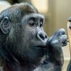 Podle německých chovatelů je Tano mimořádně inteligentní gorilí sameček. Foto: Hermann Vollmer, Zoo Stuttgart. 