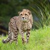 Gepardí bratři Kito a Kubango (foto: Tomáš Adamec, Zoo Praha)