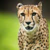 Gepardí bratři Kito a Kubango (foto: Tomáš Adamec, Zoo Praha)
