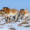 Sníh v Mongolsku začal ke konci března roztávat, proto koně mohli začít spásat místní vegetaci. Foto: Ganbaatar Oyunsaikhan